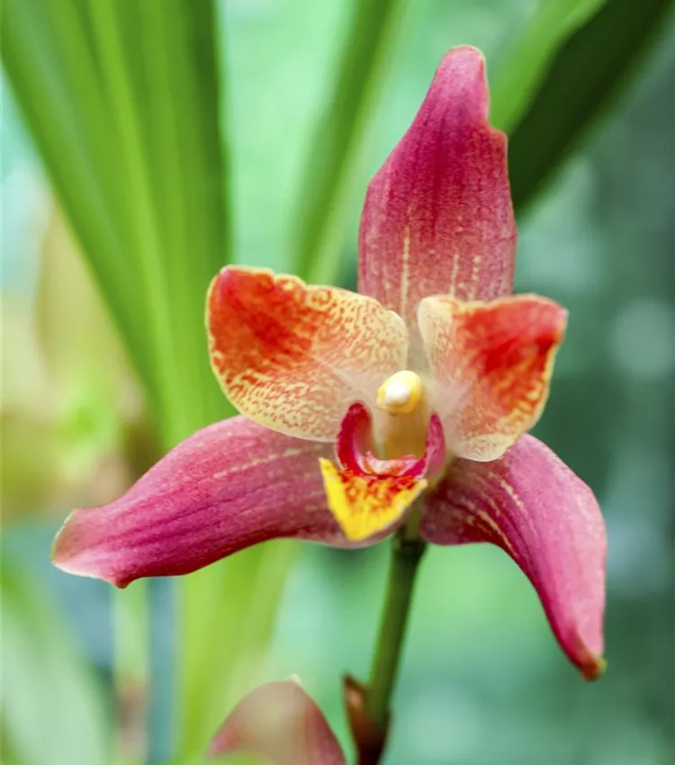 Kopf-Orchidee
