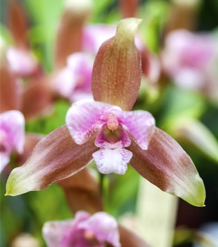 Kopf-Orchidee