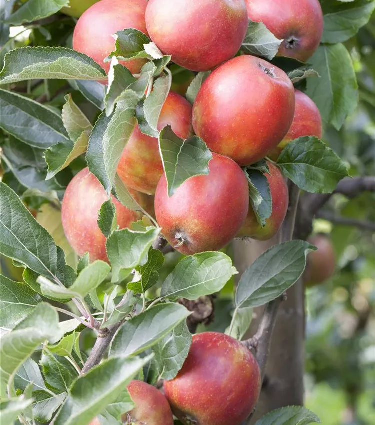Pomme 'Braeburn'