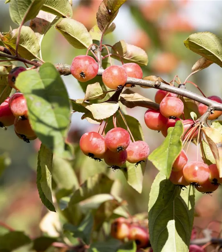Pommier