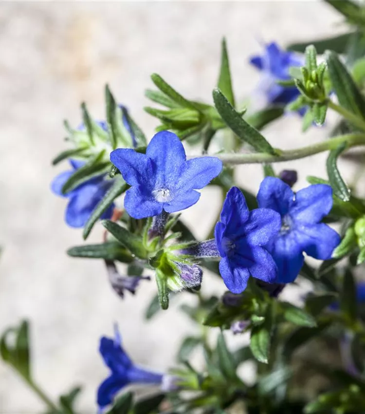 Purpurblauer Steinsame