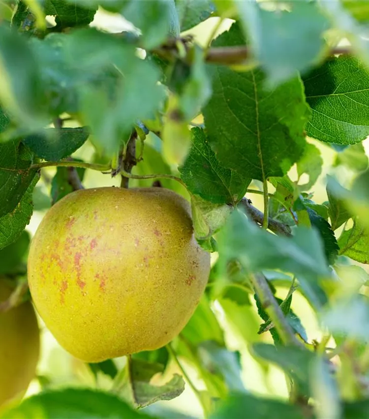 Apfel 'Fiessers Erstling'