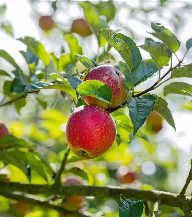 Apfel 'Fiessers Erstling'