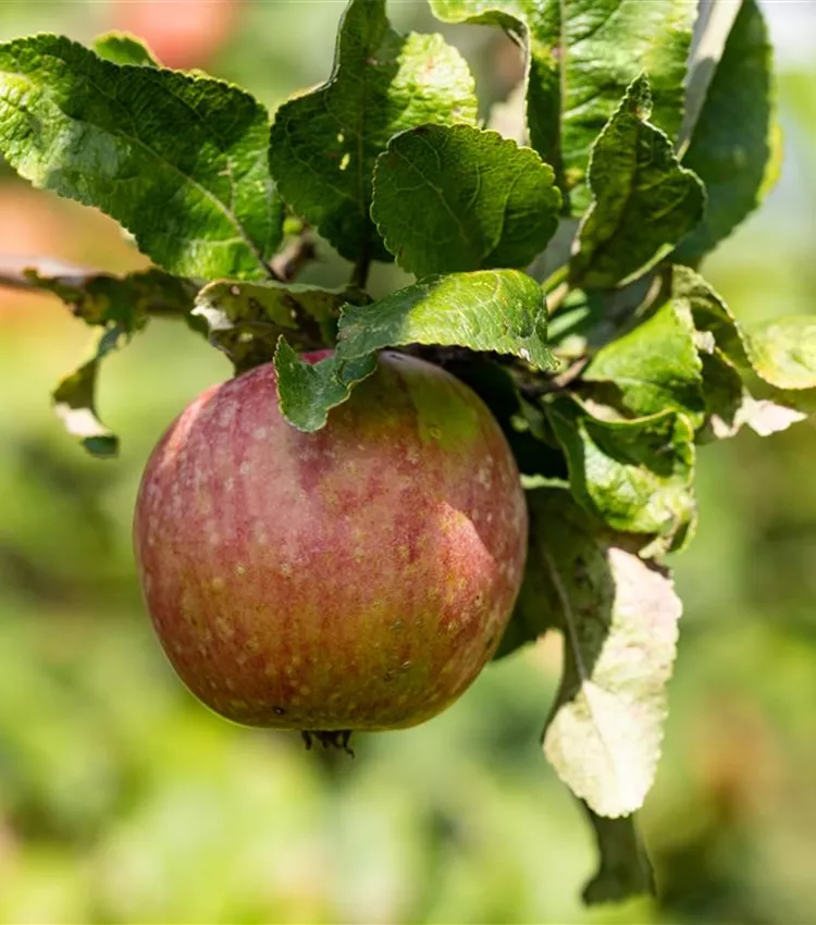 Apfel 'Fiessers Erstling'