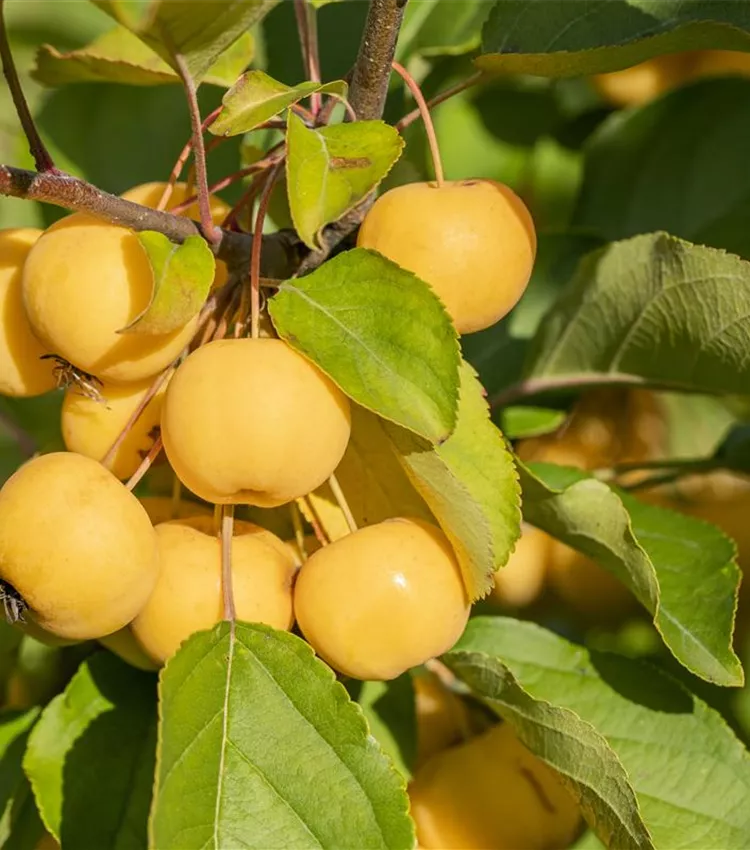 Zierapfel 'Wintergold'