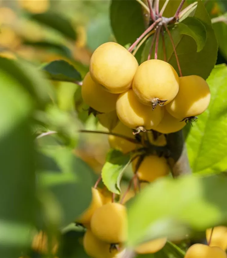 Zierapfel 'Wintergold'