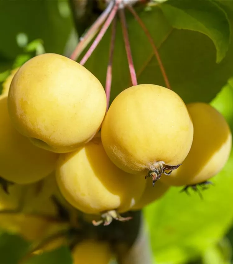Zierapfel 'Wintergold'