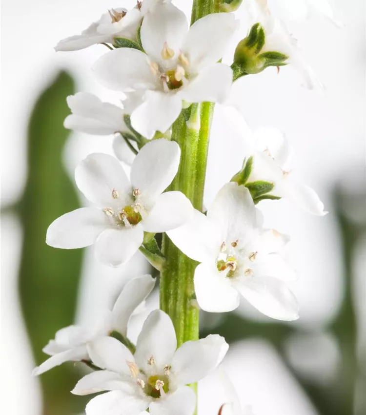 Lysimaque 'Autumn Snow'