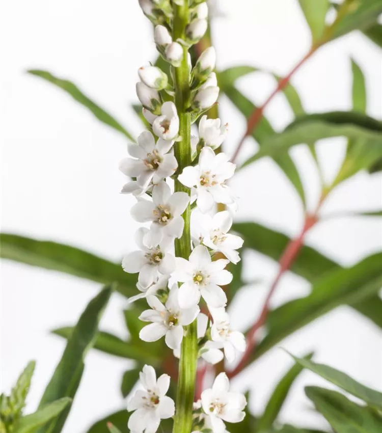 Lysimaque 'Autumn Snow'