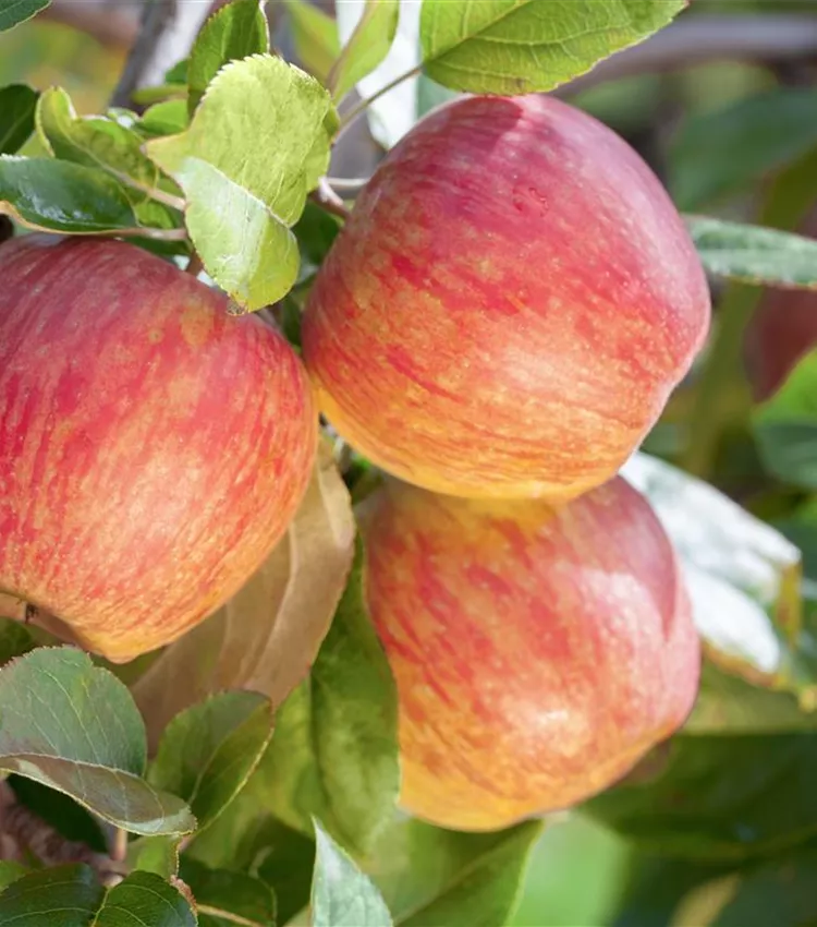Apfel 'Gala'