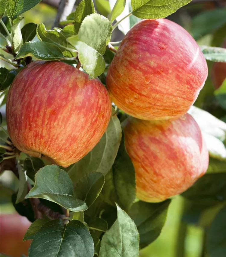 Apfel 'Gala'