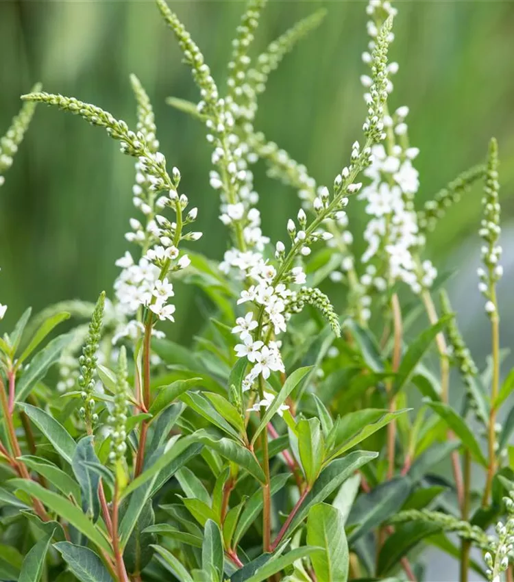 Lysimaque 'Autumn Snow'