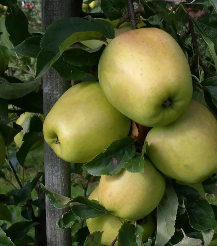 Apfel 'Glockenapfel'