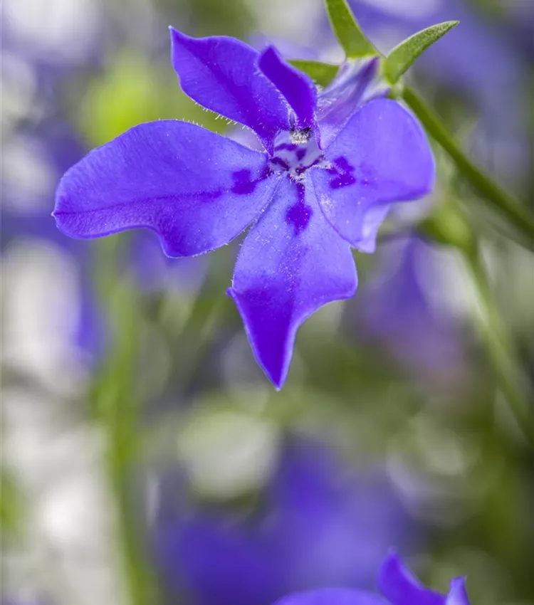 Blaue Lobelie