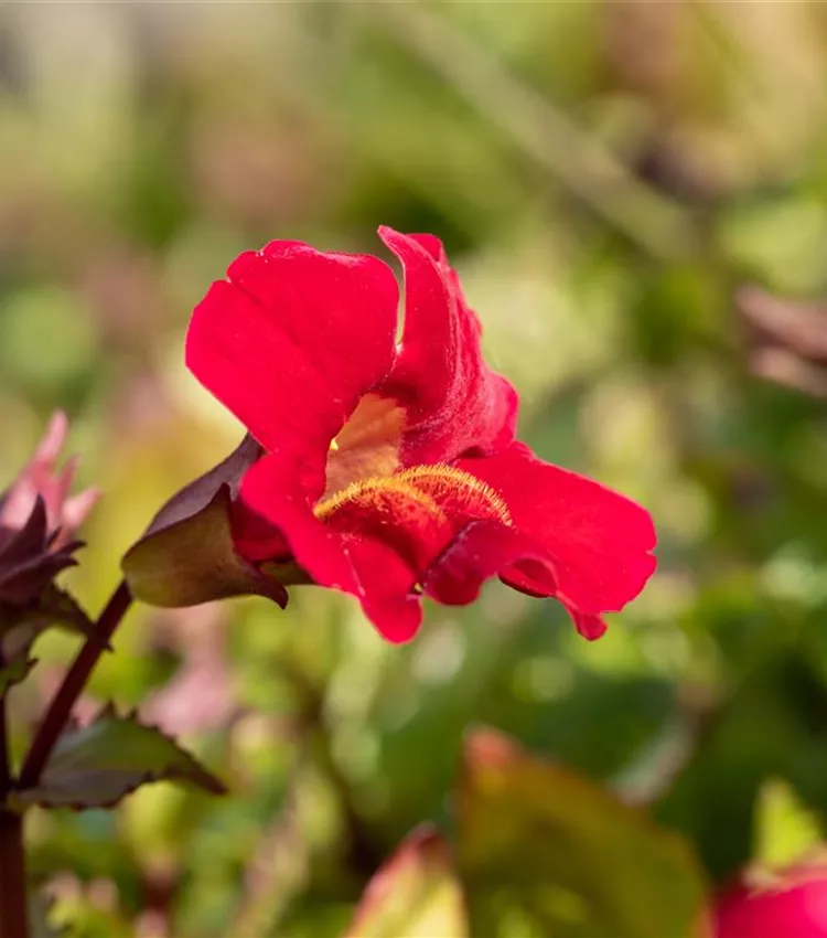 Mimulus 'Roter Kaiser'