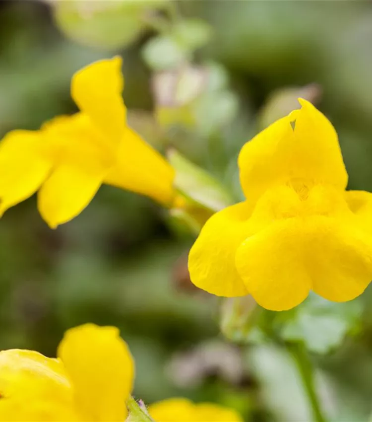 Mimule luteus