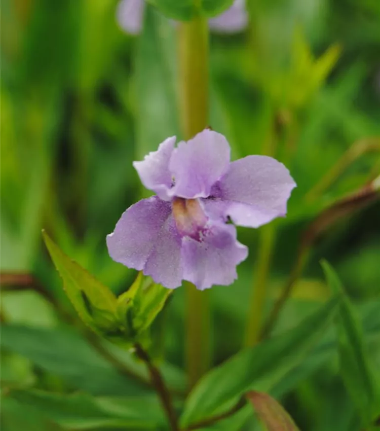 Mimulus