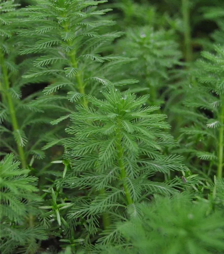 Myriophylle aquatique