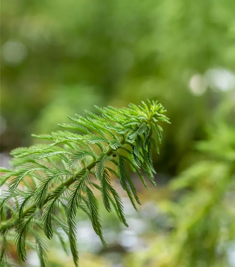 Myriophylle aquatique