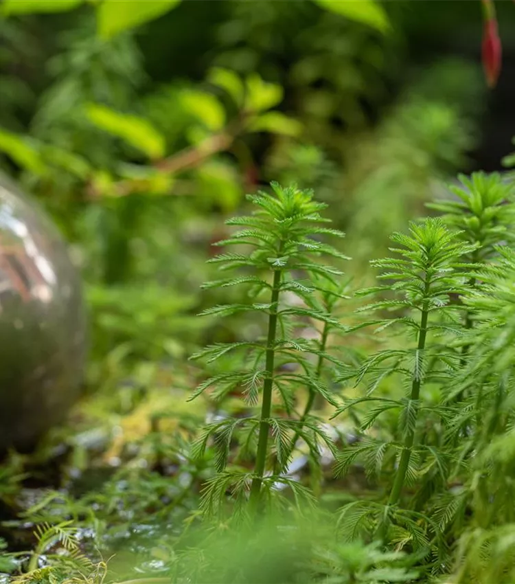 Myriophylle aquatique