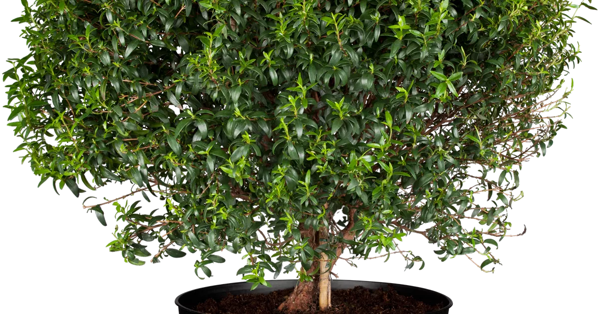 Myrtus communis 'Microphylla', Braut-Myrte 'Microphylla' | RICOTER  Erdaufbereitung AG