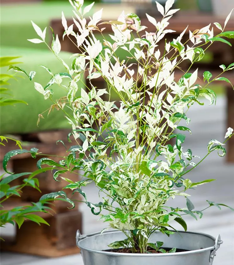 Nandina domestica 'Twilight', Heiliger Bambus 'Twilight' | RICOTER  Erdaufbereitung AG