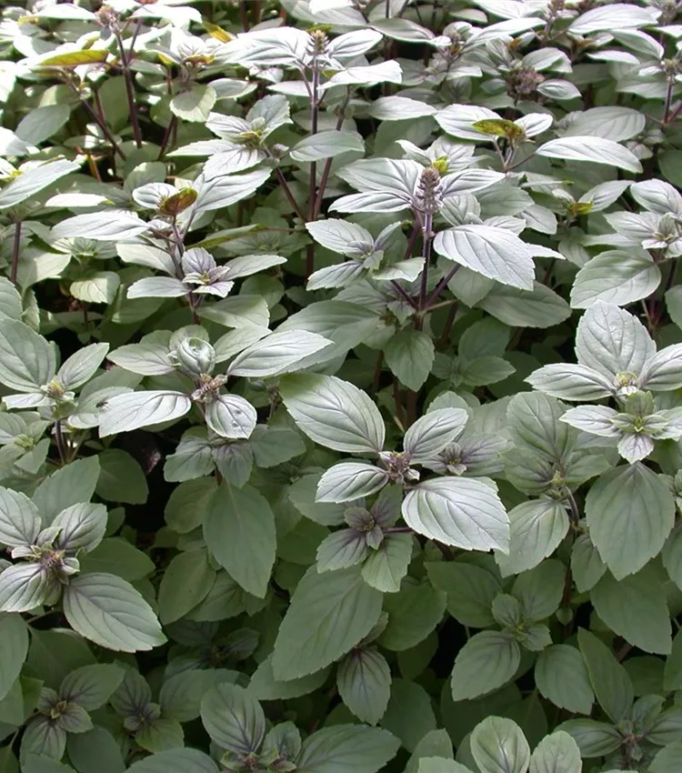 Strauchbasilikum 'African Blue'