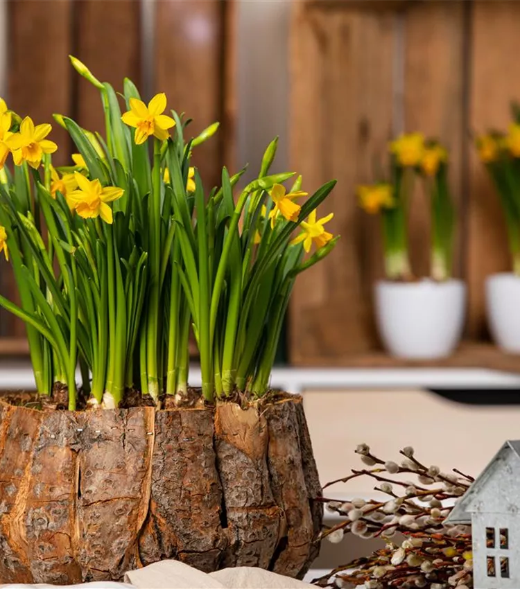 Narcissus cyclamineus, Alpenveilchen-Narzisse | RICOTER