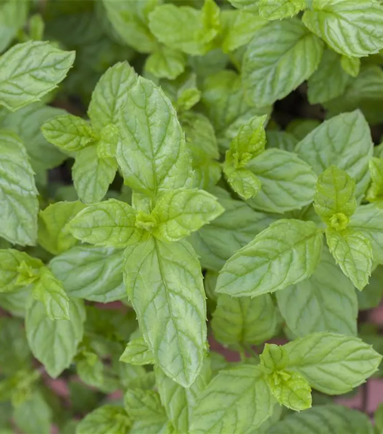 Menthe des champs