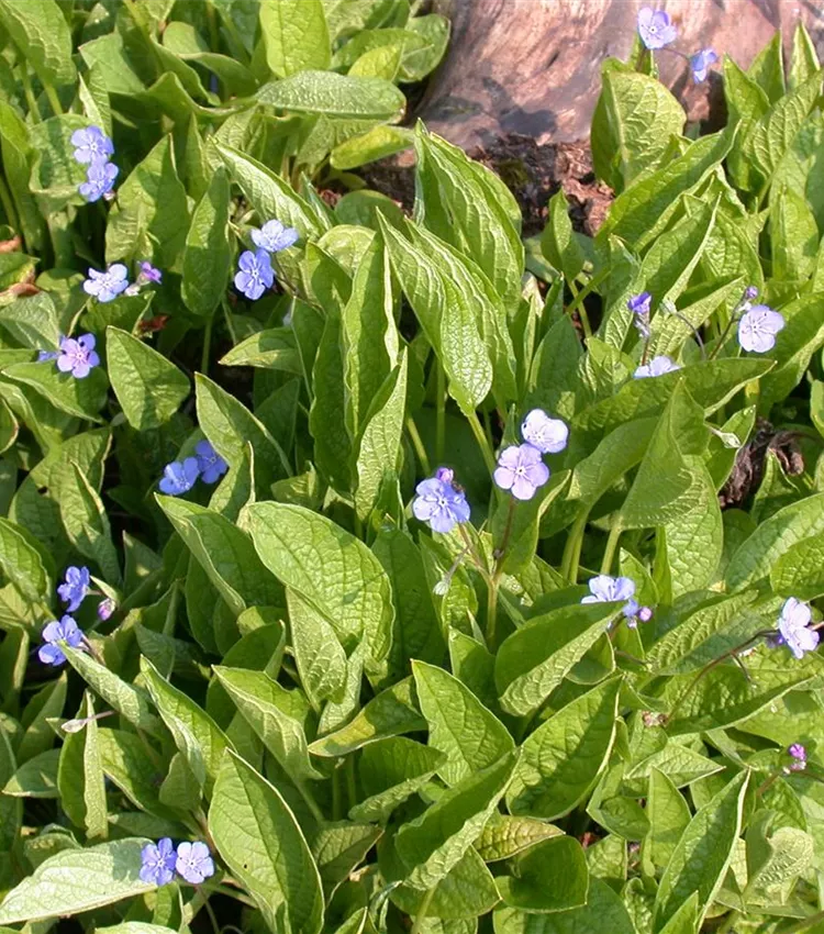 Frühlings-Gedenkemein 'Grandiflora'