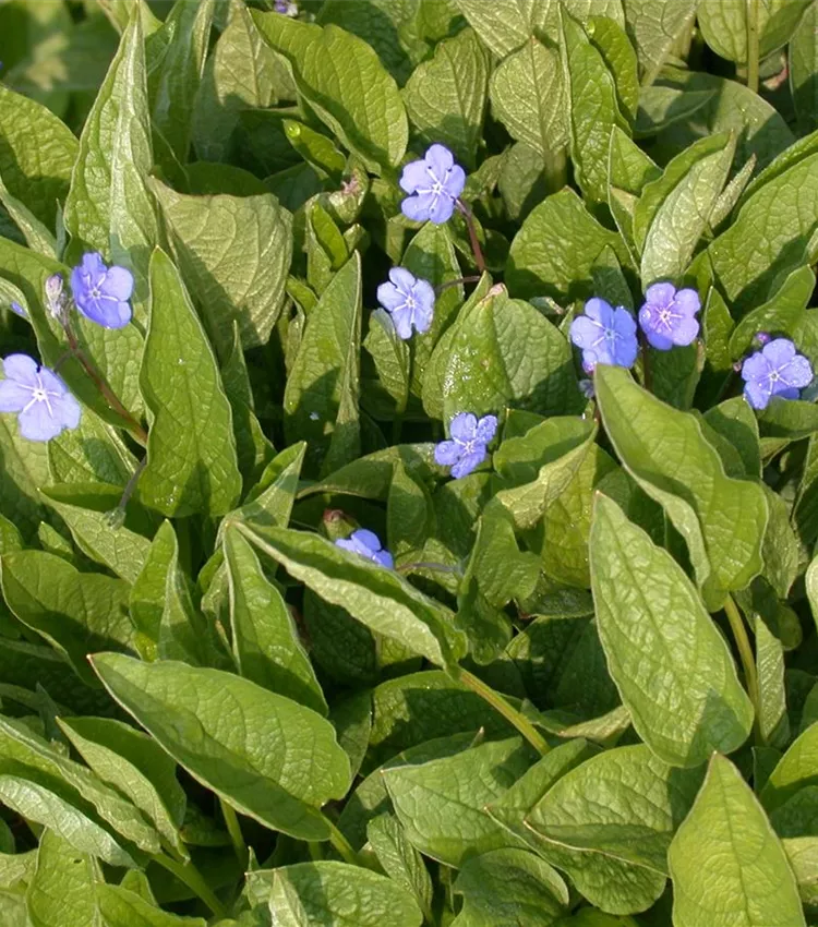 Frühlings-Gedenkemein 'Grandiflora'