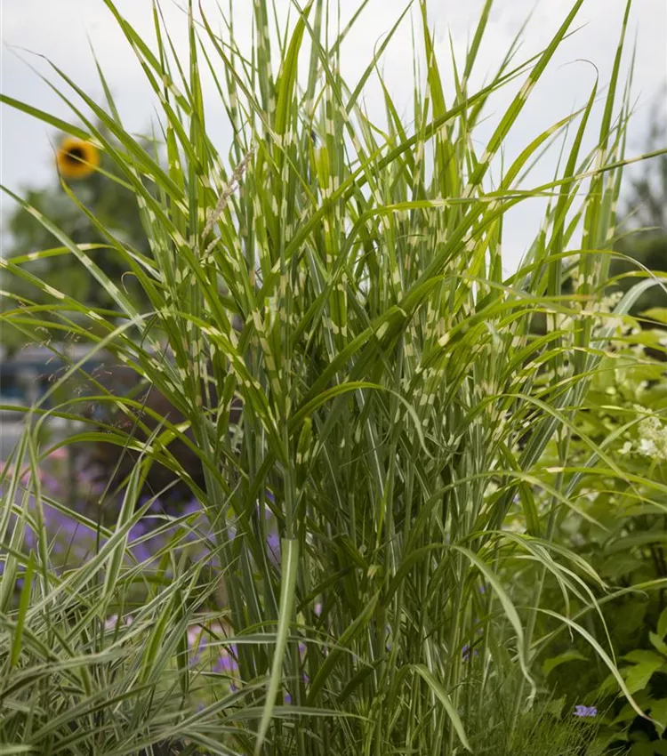 Roseau de chine 'Zebrinus'
