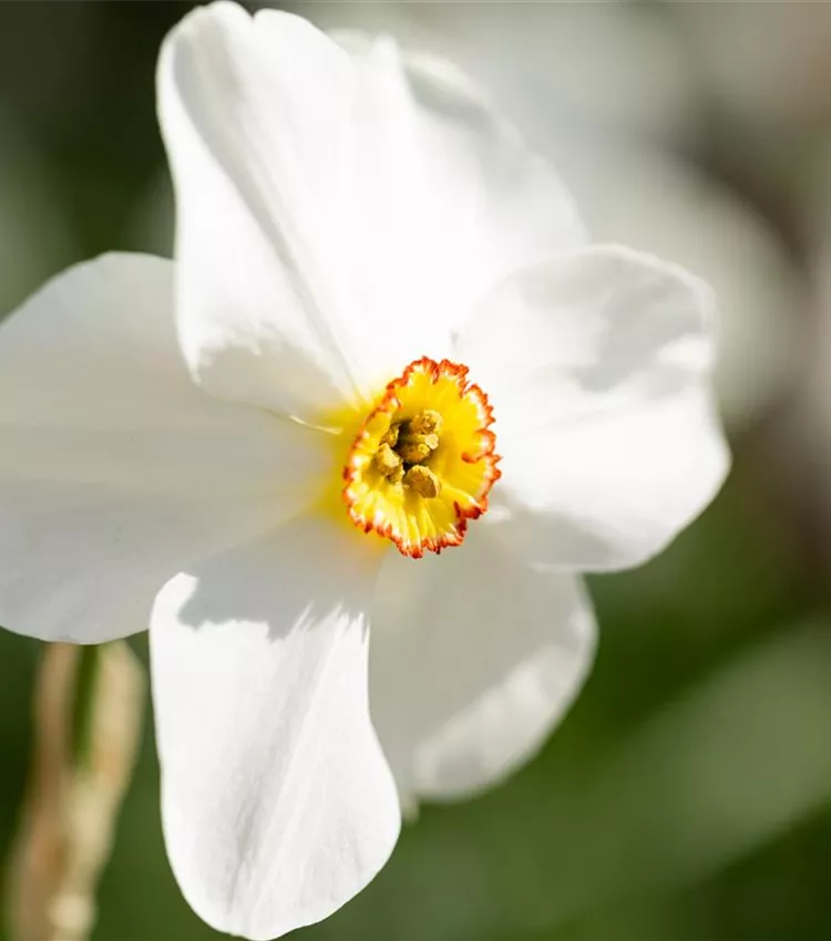 Narcisse des poètes