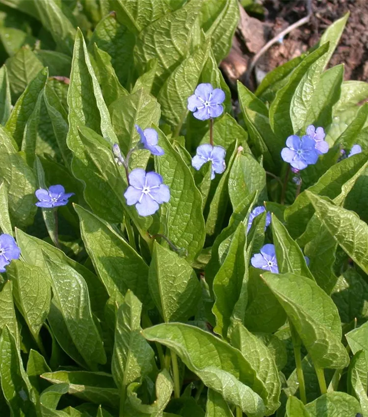 Frühlings-Gedenkemein 'Grandiflora'