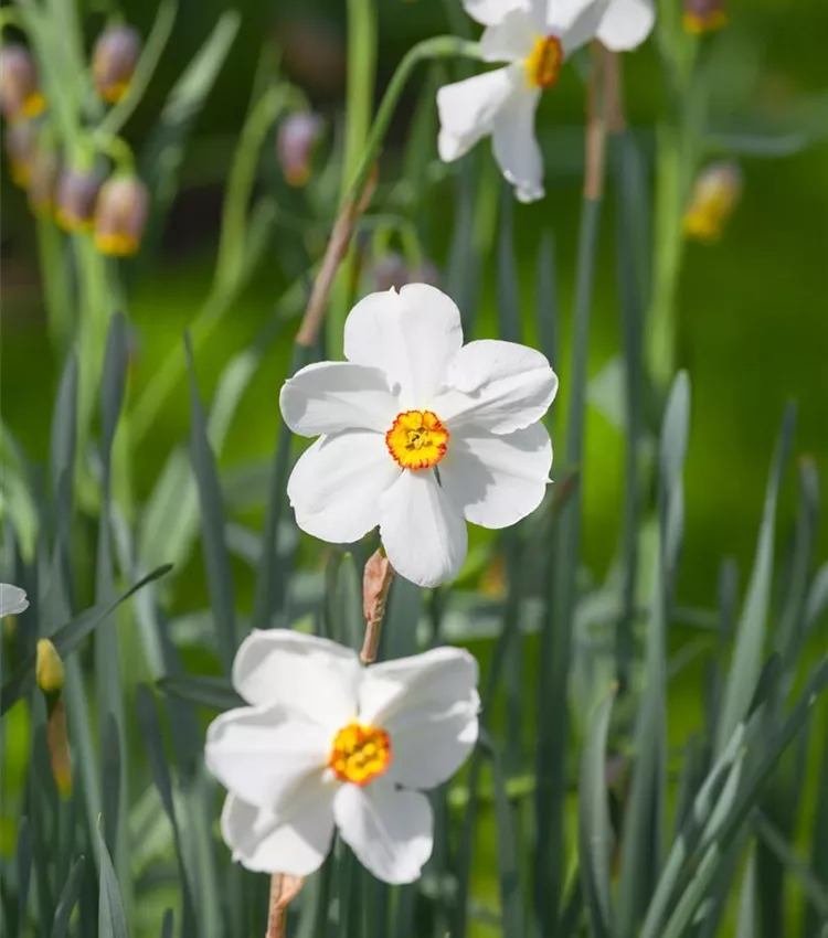Narcisse des poètes 'Actaea'