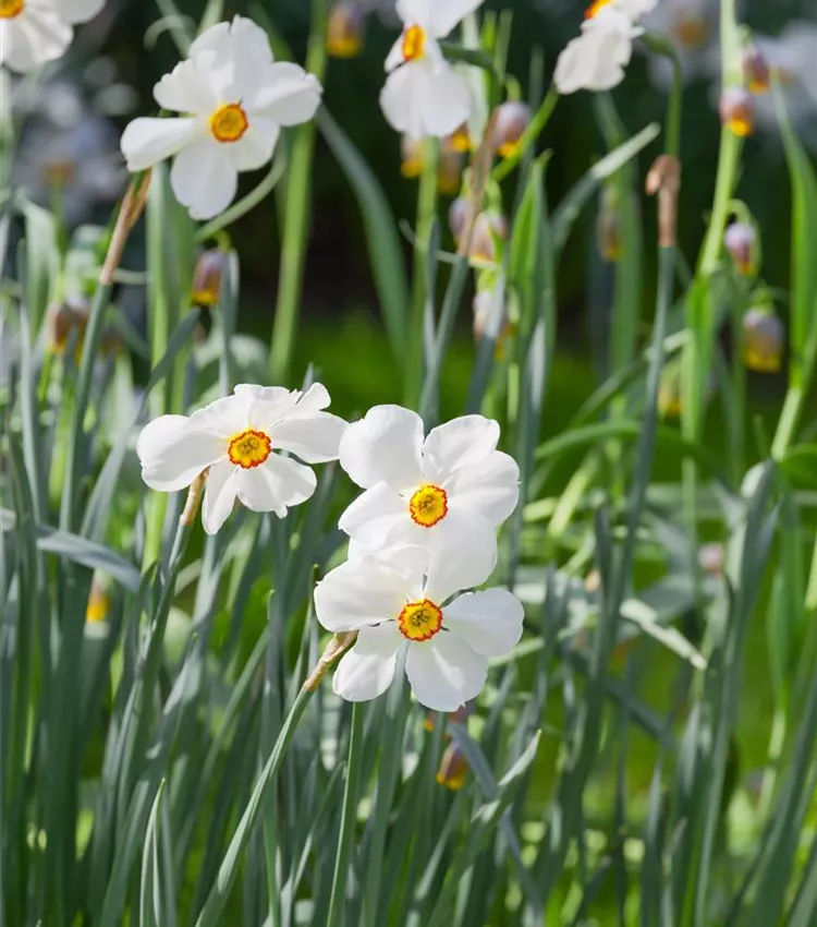 Narcisse des poètes 'Actaea'