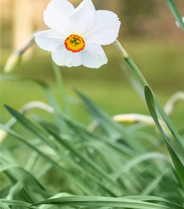 Narcisse des poètes 'Actaea'