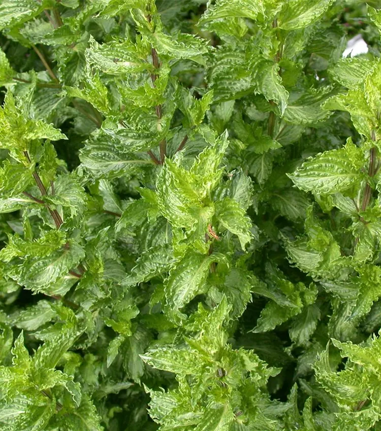 Krause Garten-Minze