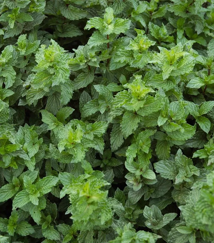 Krause Garten-Minze