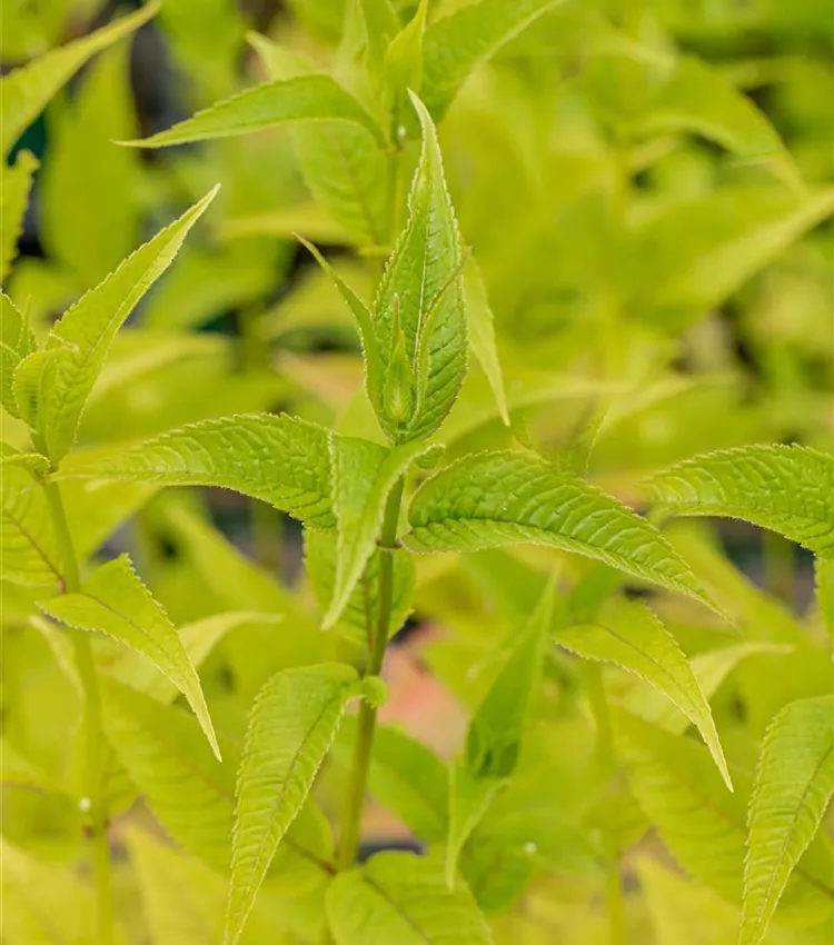 Monarde 'Squaw'