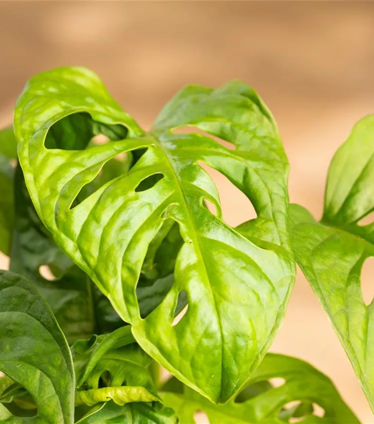 philodendron gigas pflege Philodendron Gigas – Foliage Dreams main image 1