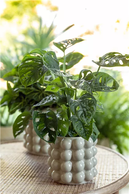 philodendron giganteum kaufen Philodendron Giganteum main image 0