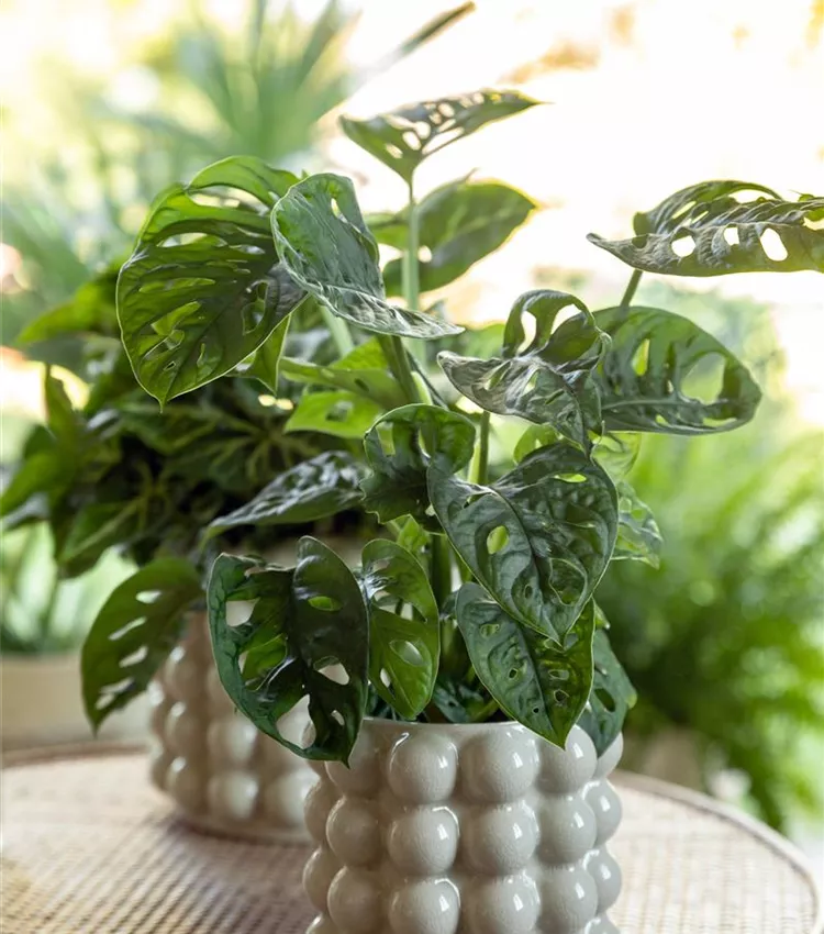 Monstera adansonii 'Monkey Leaf', Fensterblatt 'Monkey Leaf' | RICOTER  Erdaufbereitung AG