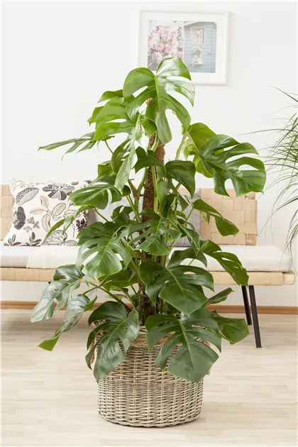 Monstera deliciosa, Fensterblatt | RICOTER Erdaufbereitung AG