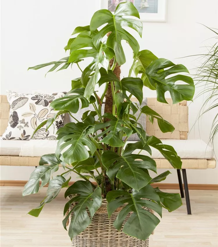 monstera peru kaufen Monstera peru variegata main image 1