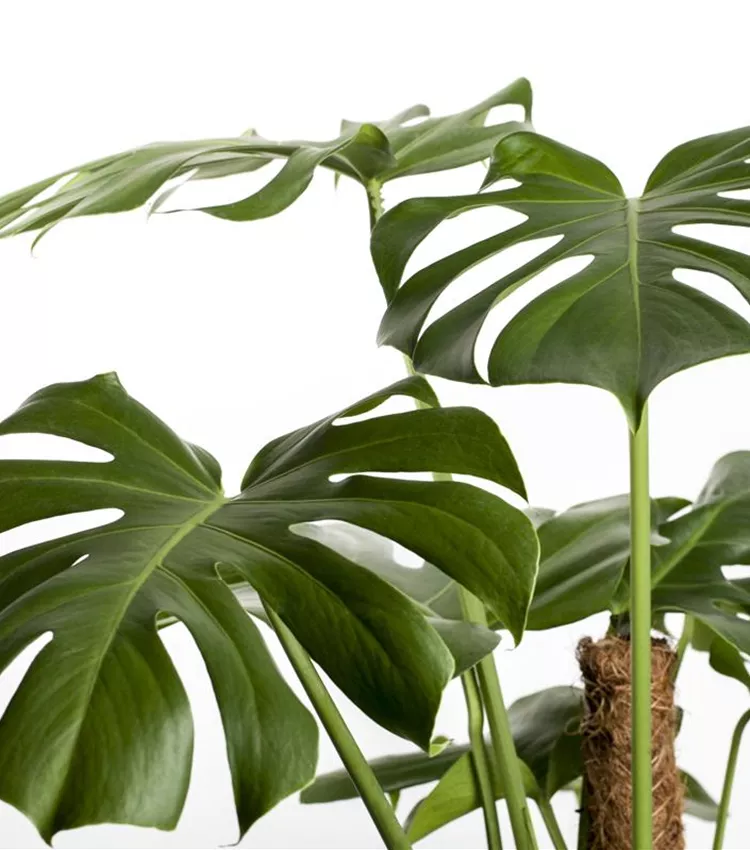 Monstera deliciosa, Fensterblatt | RICOTER Erdaufbereitung AG