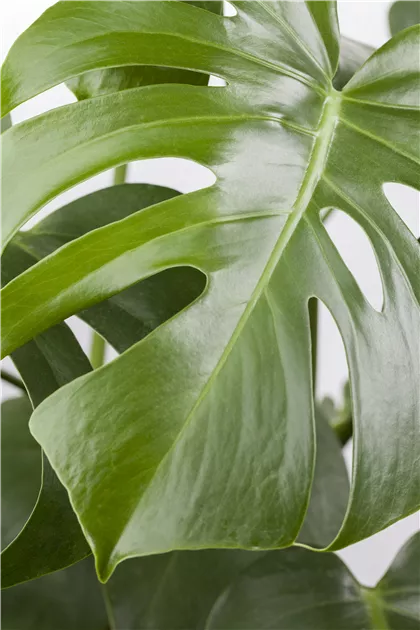 philodendron pink princess licht Pink Princess Philodendron – Lichtenfelt's main image 0