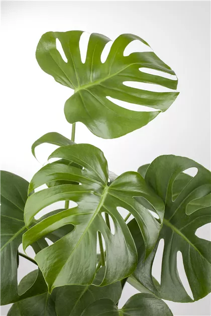 Monstera deliciosa, Fensterblatt | RICOTER Erdaufbereitung AG
