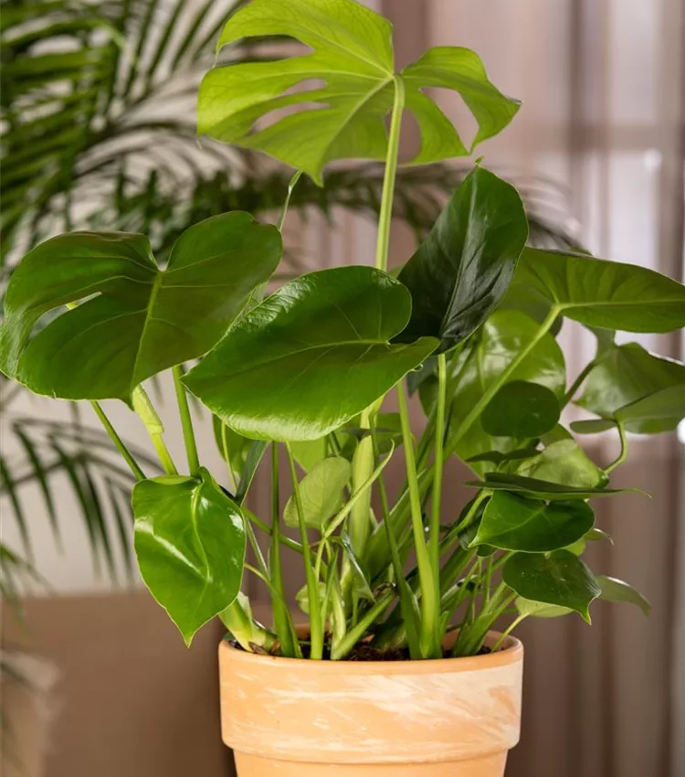 Monstera deliciosa, Fensterblatt | RICOTER Erdaufbereitung AG
