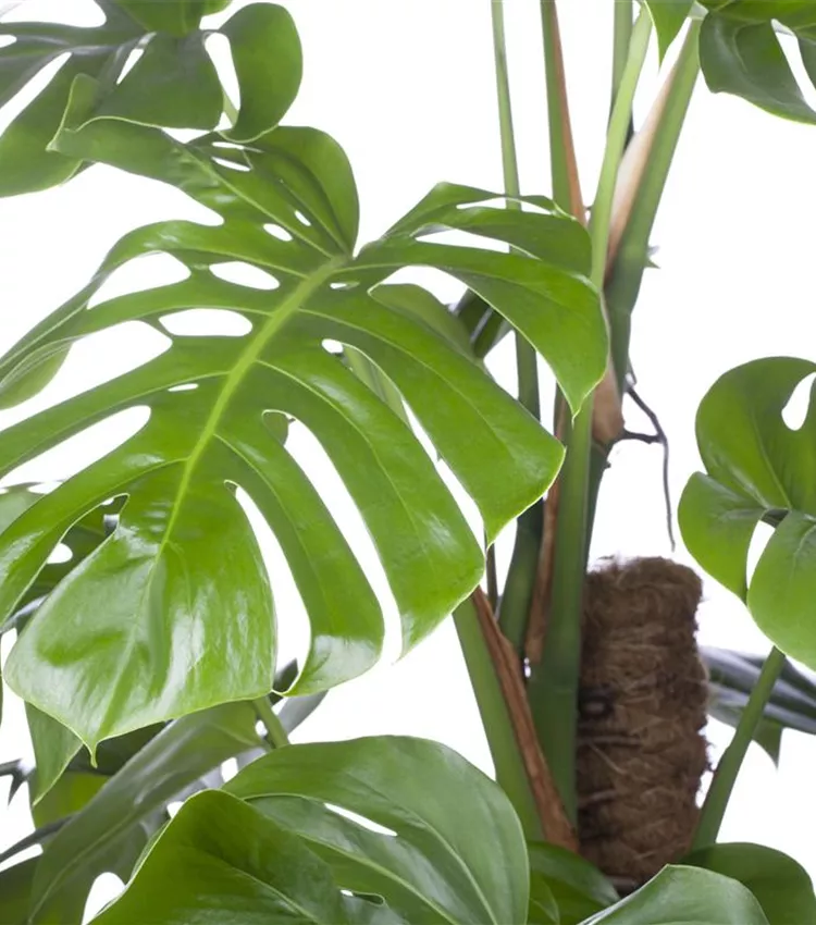 Monstera pertusum, Monstera | RICOTER Erdaufbereitung AG